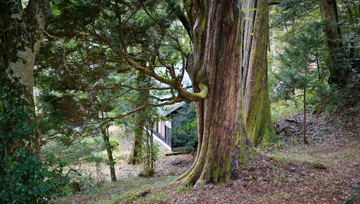 アテ能登ヒバ_DSC_3472.jpg