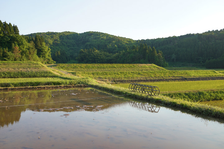 田植え_わく_DSC02465.jpg