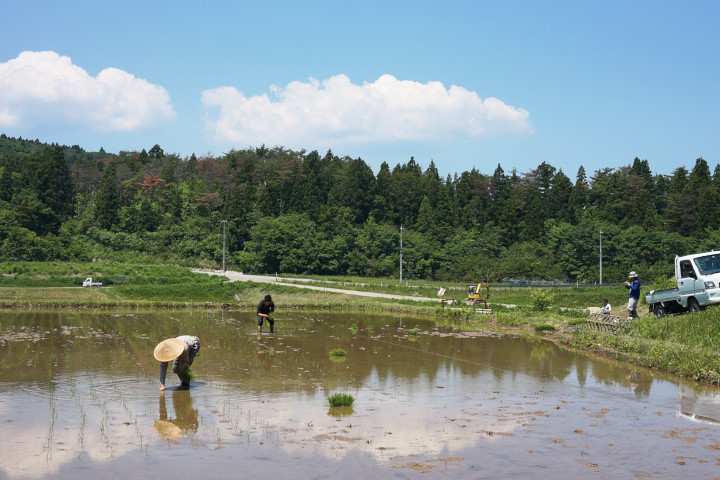 田植え_DSC02529.jpg