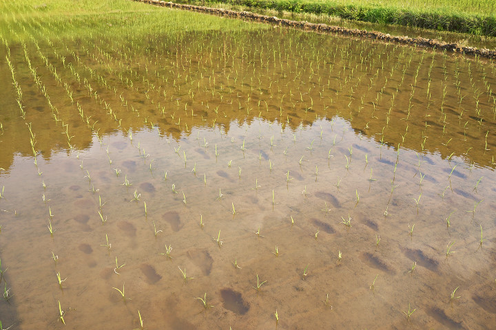 田植え_DSC02560.jpg