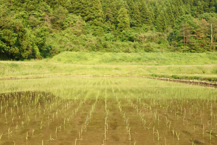 田植え_DSC02563.jpg