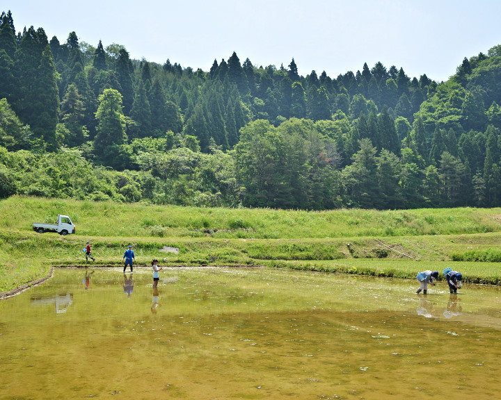 田植え_DSC_5010 1.jpg