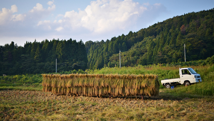 稲藁ハザ干し_DSC_7879.jpg