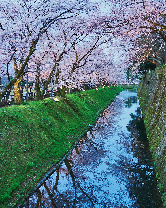 金沢桜DSC01096.jpg