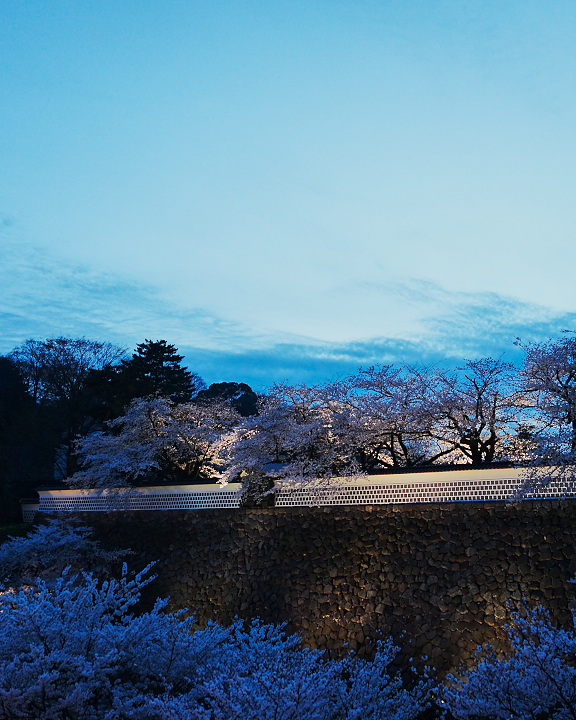 金沢桜DSC01109.jpg